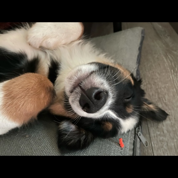 Meet your Posher, Lily - Picture 1 of 1